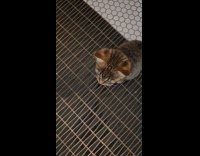 Gray cat doing silly noises when called