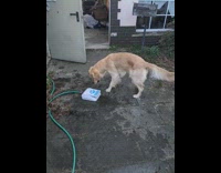 Pet dog pushes button and catches water in the air