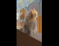 Cat sitting on balcony looks around 