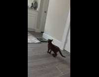 Small kitten walks into room turns around 
