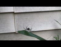 Garden spider bounce on web with leaf