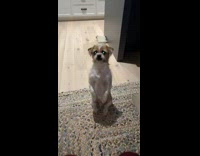 Dog sit on carpet beg  for food