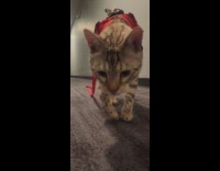 Couple train their cat for hikes 