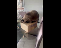 Cat on table caught opening the package