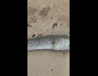 Dead eel on sand 