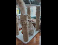 Collab PLC - Kitten Plays with Cats Tail on Cat Tower