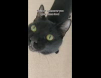 Pet stares at you when you get food