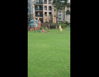 Two women bikini blanket tumble grass park Part 2