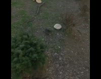 rat eating bread rolls grass