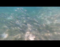 Diver follow school of fish swim underwater