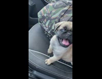 Pug puppy dog pants car camouflage backpack 
