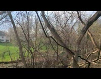 Bunch of deer run on backyard grass