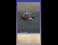 Pigeon sitting on conveyor platform