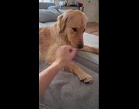 Golden Retriever dog farts then smell butt
