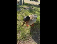 Collab BitchIG2 - Girl trying to study at park interrupted by duck