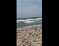 Seagull steals chip bag 