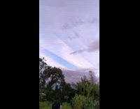 Purple sky with light rays division trees