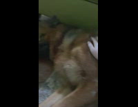 Large brown dog gets pet wood floor