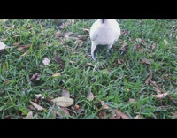 Birds pecks and pull the fingers instead of the food
