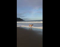 brown dog running in slomo on edge of beach 