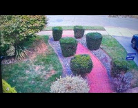 Hawk chases rabbit hit the yard signage