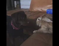 Dog plays with bunny rabbit on couch