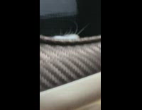 White cat blue brown eye massage chair 