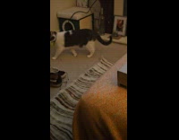 Cat walks over chicken threw on floor