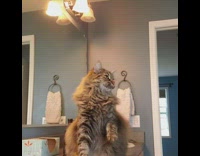 Girl brushes cat pink hair dryer bathroom 