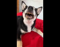 Husky eats peanut butter stuck on teeth