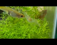 Shrimp nibbles food got stolen by fish