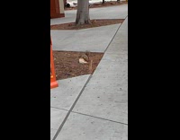 Squirrel jumps and carries a sandwich in a resealable bag at the park