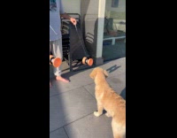 Dog enjoys to watch man juggling diabolo
