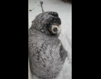 Woman asks dog to come into house 