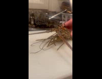 Two chopped lobsters talk to each other