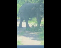Elephant blocks car scratches stomach grass windshield 