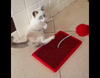 Kitten plays with red ball spring toy 