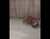 Brown Bulldog Runs Into Kitchen Cupboards Trying to Catch Light