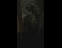 gray dog looking outside window 