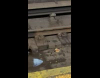 Rat trying to take away bun on subway track
