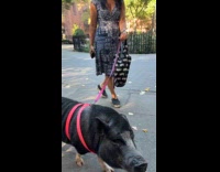 Woman walks with pet pig on leash