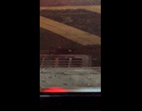 Rat heads peek out from drainage grills