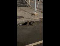 Collab WINY - Two large rats fight beside street gutter