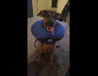 Dog tilts head blue neck pillow cone