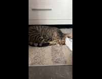 Cat lays on floor shreds toilet paper 