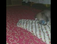 Cat plays with empty plastic bottle 