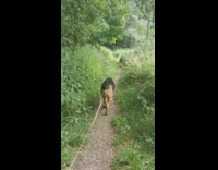 Dog on leash walk on forest trail