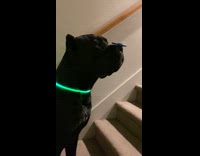 Black dog blue fidget spinner on nose