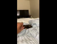 Grey kitten cat jumps around striped blanket