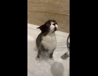 Cat Sits Still as it Takes Bath